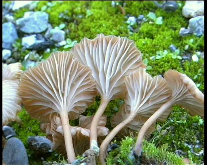 Omphalina pyxidata  (Bull.: Fr.) Qulet